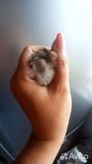 Хомяки джунгарики