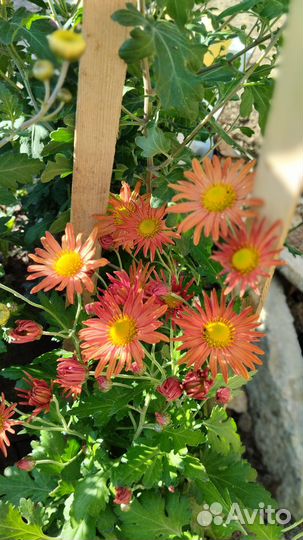 Хризантемы