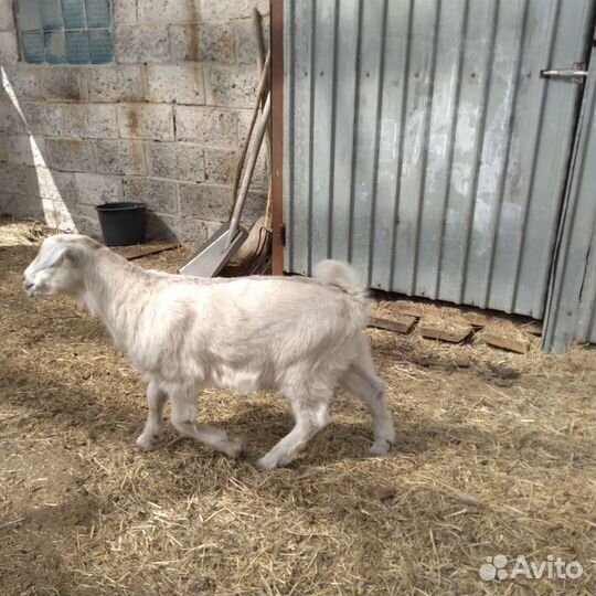 Козлик на племя