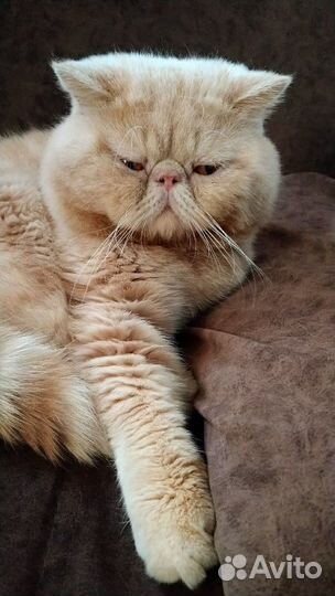 Вязка. Кот Экзот