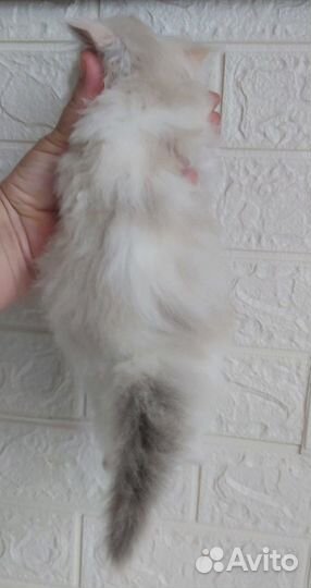 Персидская кошечка