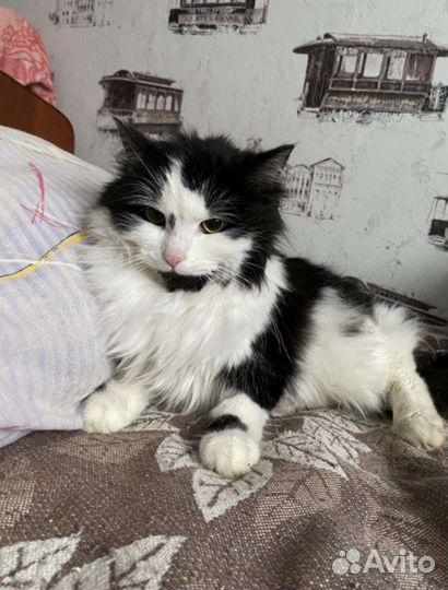 Кошечка Пава