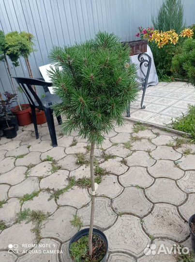 Сосна горная мопс на штамбе