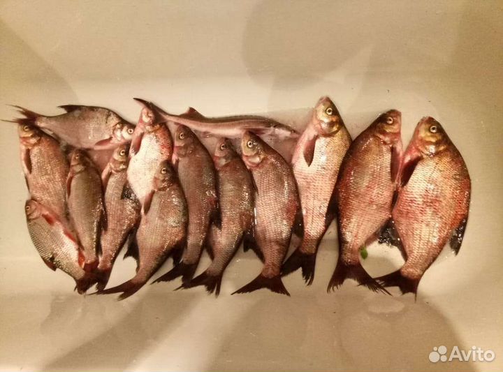 Приглашаю на рыбалку