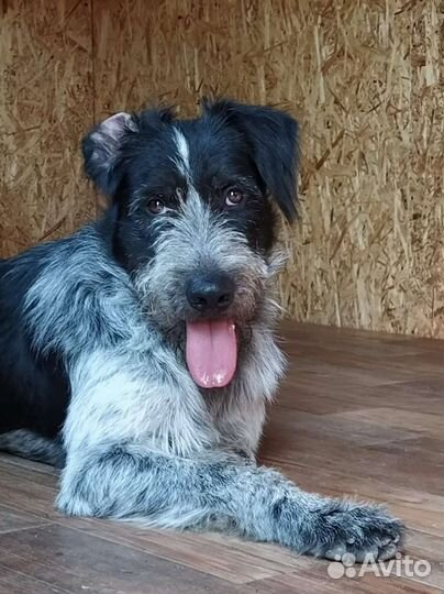 Собака в добрые руки