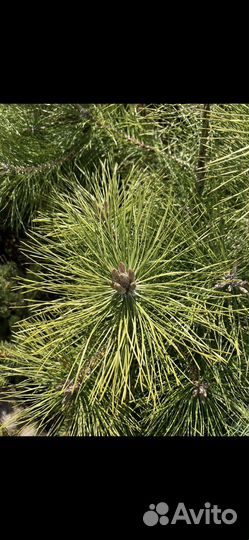 Крымская сосна