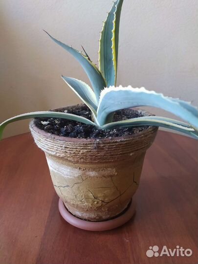 Агава абхазская