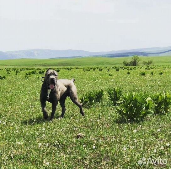 Кане Корсо (вязка)