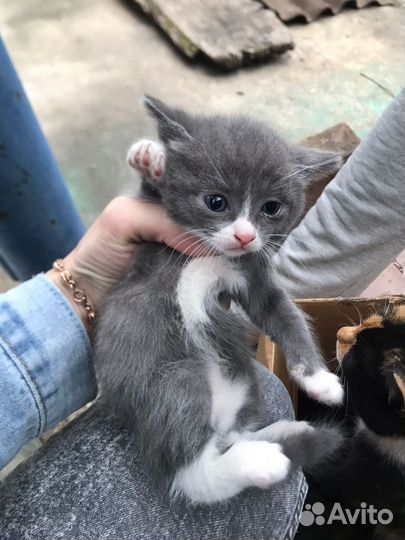 Три котенка (девочки)