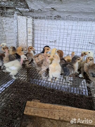 Цыплята суточные