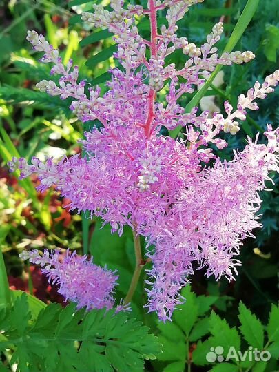 Многолетние растения для сада