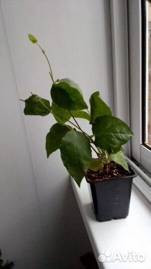 Жасмин самбак, 24 см