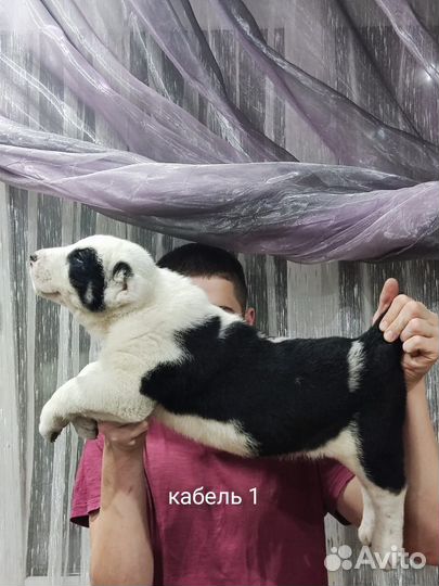 Щенки сао алабай