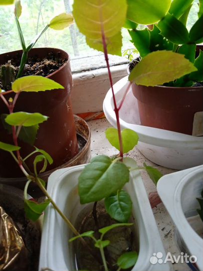 Комнатные цветы отростки