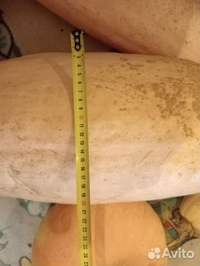 Семена мускатной тыквы Розовый банан 15 штук