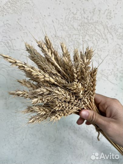 Сухоцветы пшеница