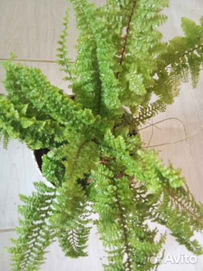 Папоротник