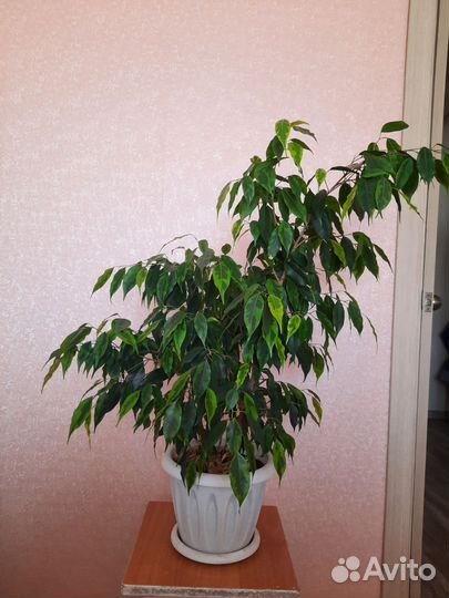 Фикус Бенджамина