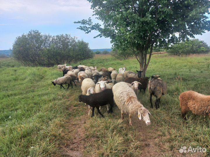 Овцы бараны