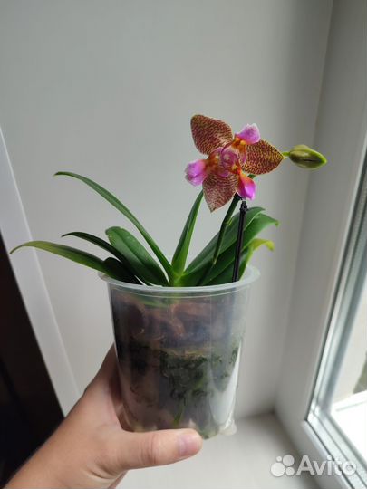Орхидея Joy Fairy Tale (Сказка)