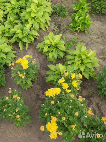 Многолетние цветы