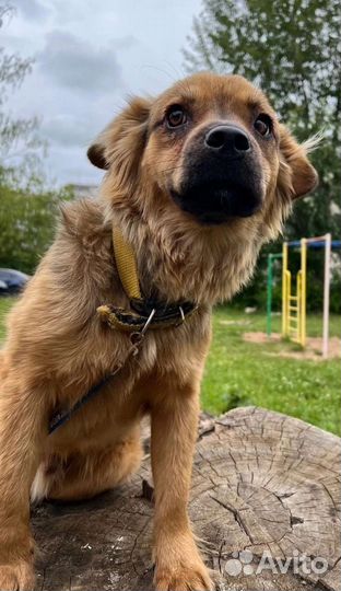 Диванный пушистик