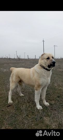 Среднеазиатская овчарка алабай вязка