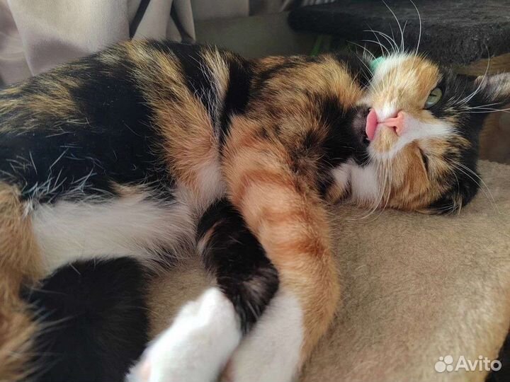 Муся в ответственные руки