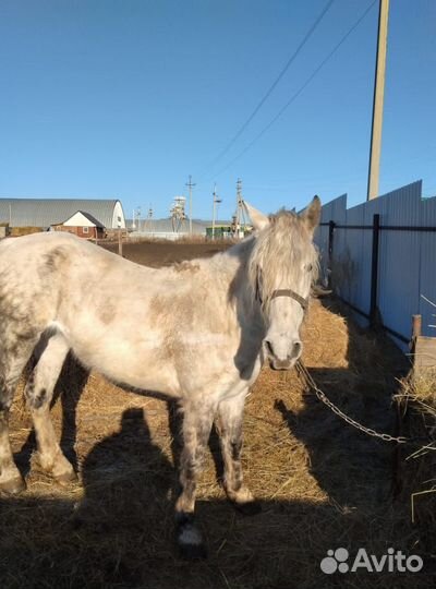 Продам лошадь