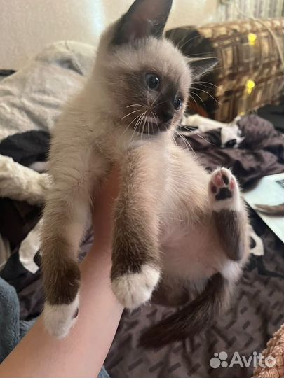 Котята домашние