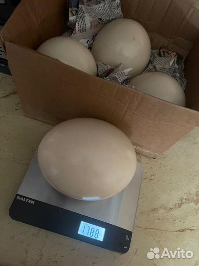 Яйцо страуса