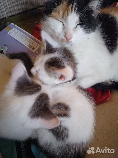 Бодрые котята в добрые руки