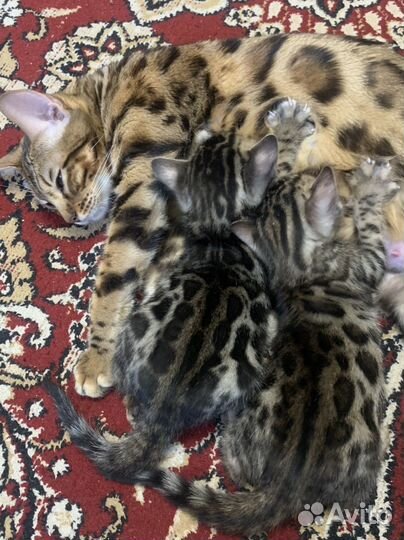 Бенгальские котята