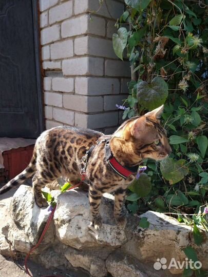 Бенгальский кот на вязку
