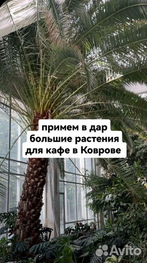 Комнатные растения