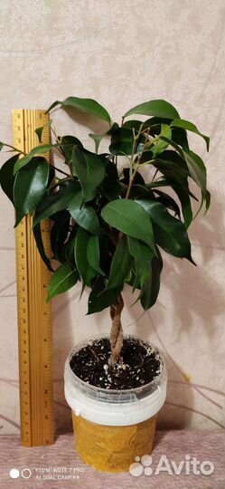 Фикус бенджамина денилайт