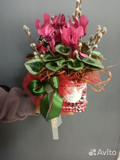 Цикламен в кашпо ручной работы