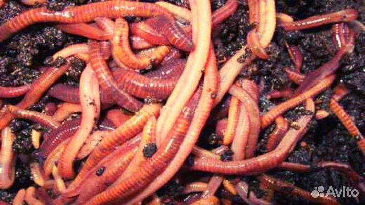 Калифорнийские дождевые черви