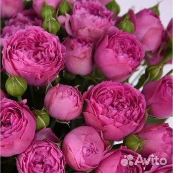 Пионы пионовидная роза