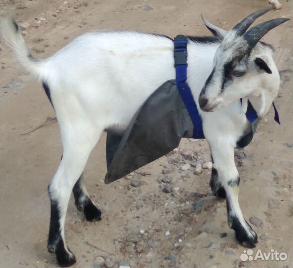 Козлята Зааненские