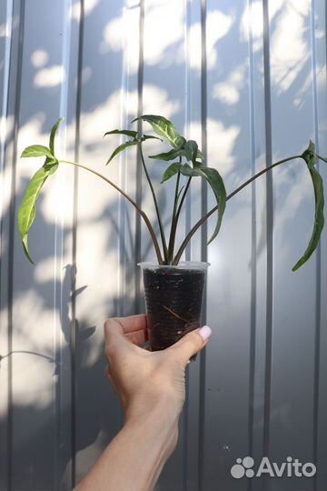 Сингониум ушковатый (ушковидный)