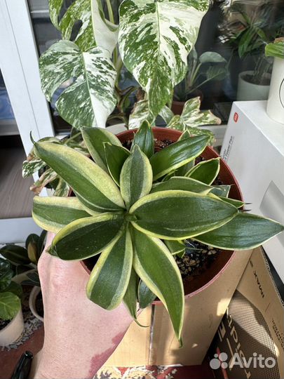 Сансевиерия