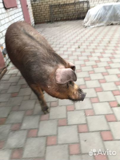 Хряк дюрок на племя