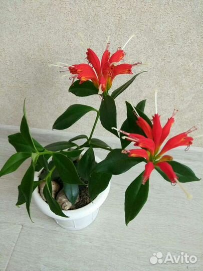 Эсхинантус. Цветок Жар-птица