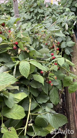 Ремонтантная малина