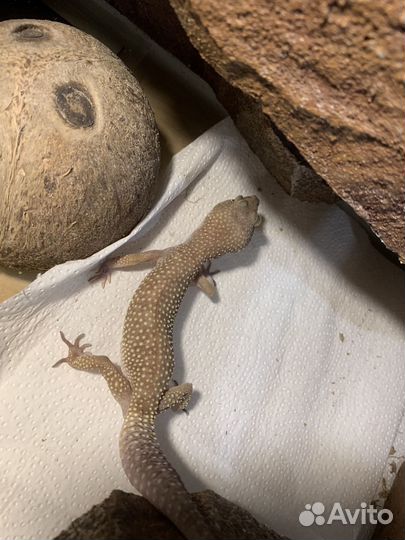 Эублефар с террариумом