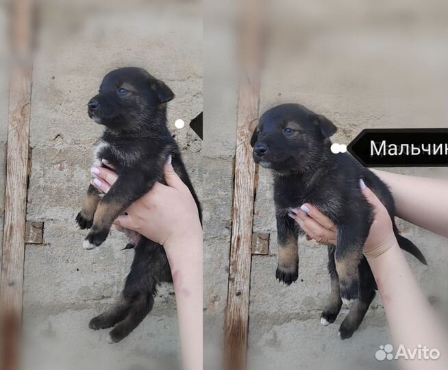 Собака в добрые руки отдам бесплатно