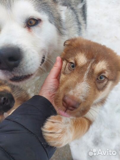 Щенки в добрые руки даром
