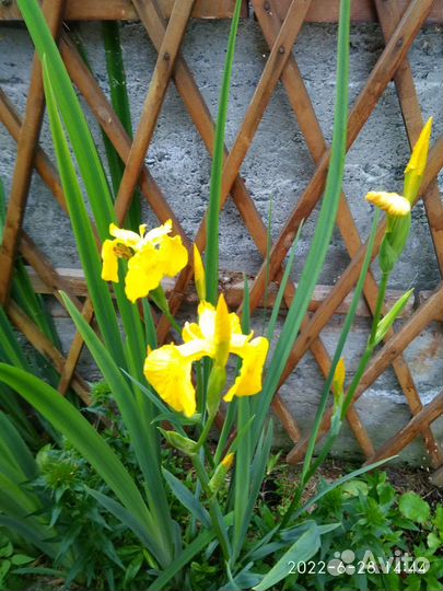 Ирис бородатые