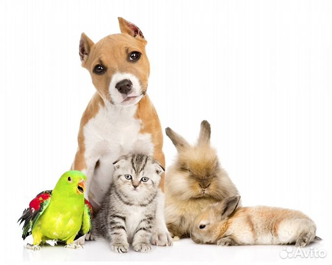 Передержка домашних животных